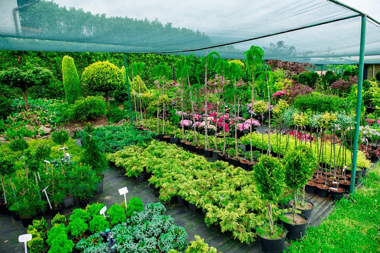 Zdjecie szkółki begonia